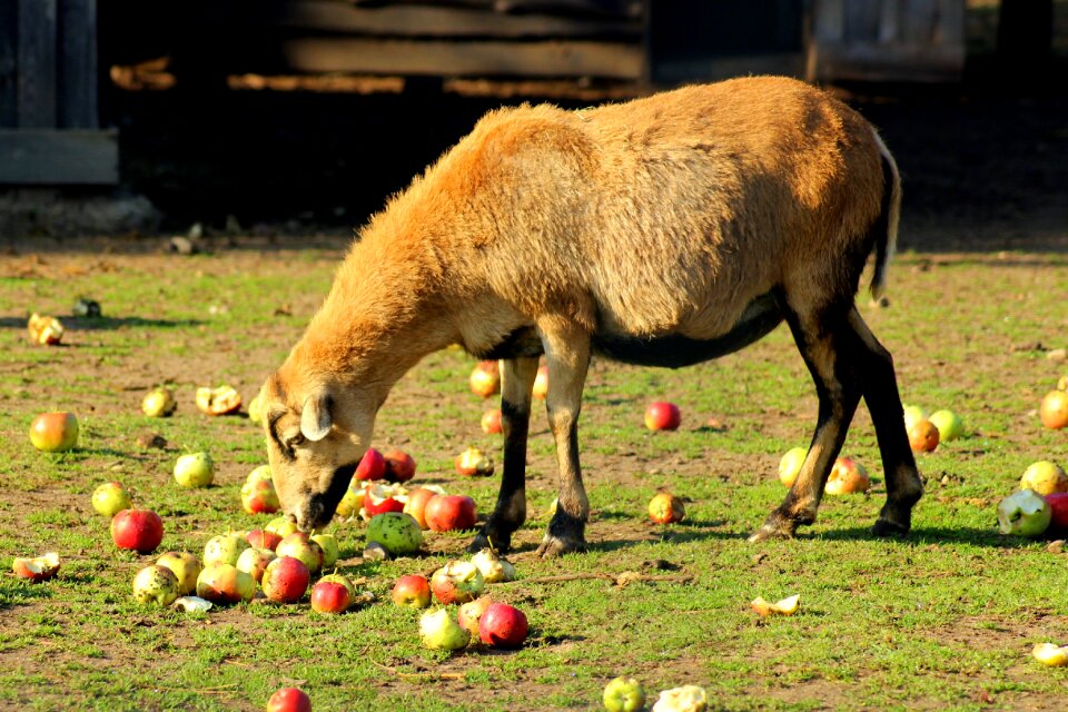 Eat animals nature