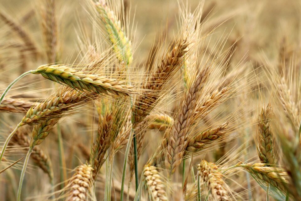 The cultivation of agriculture field