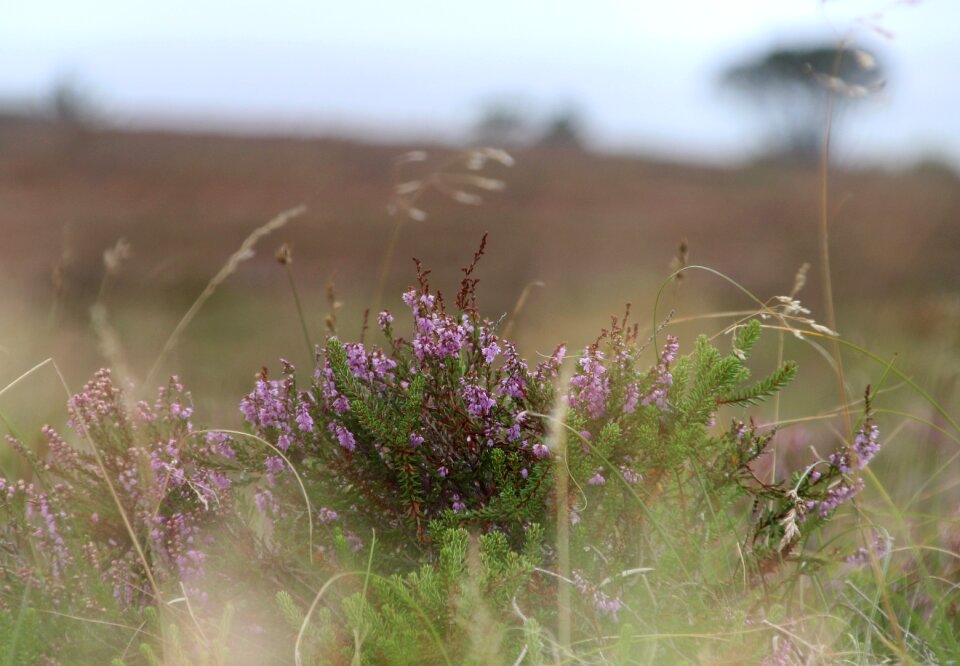 Nature conservation plant pink