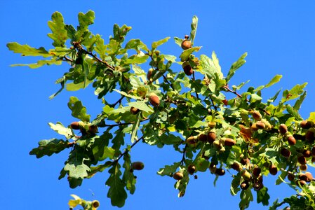 Autumn tree plant