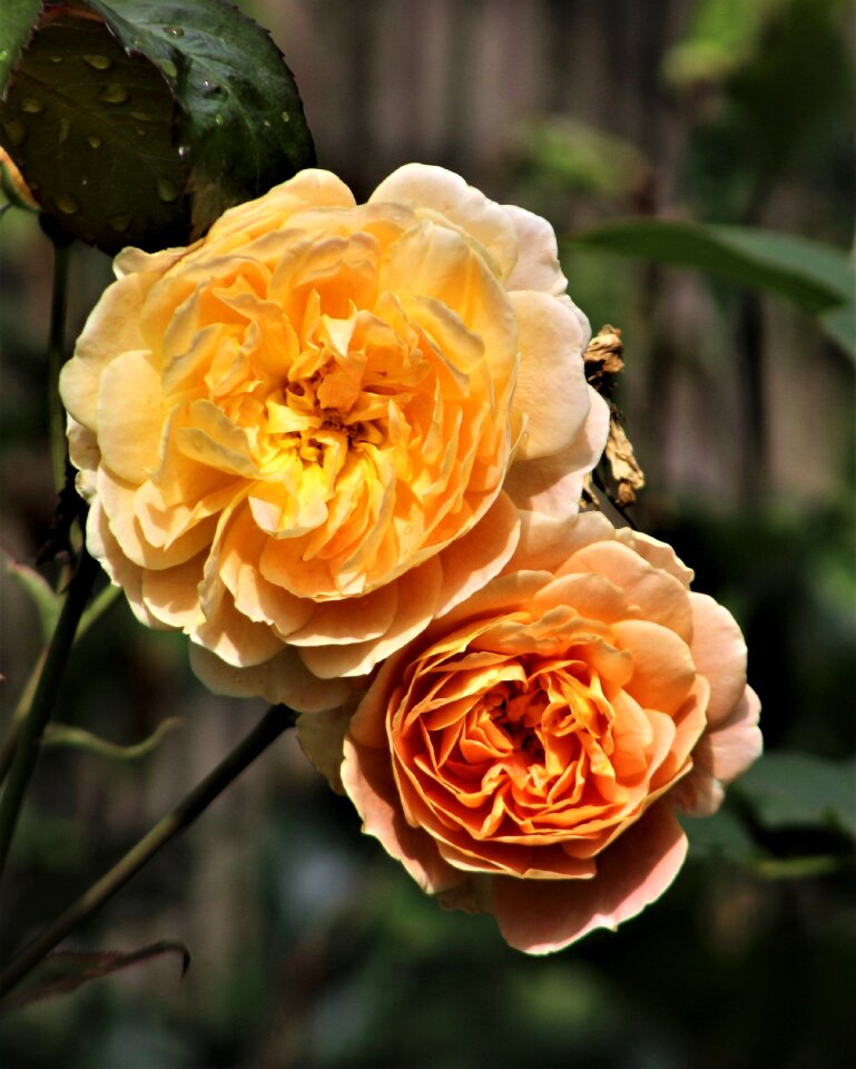 Petal nature floral