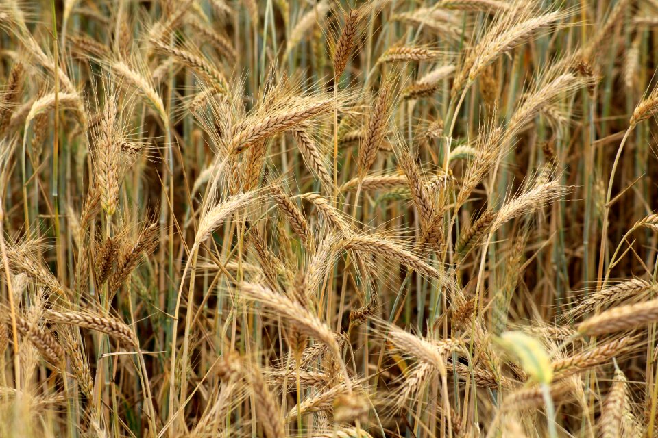 Agriculture field nature photo