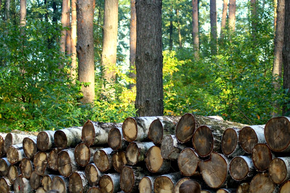 Birch forests in the fall