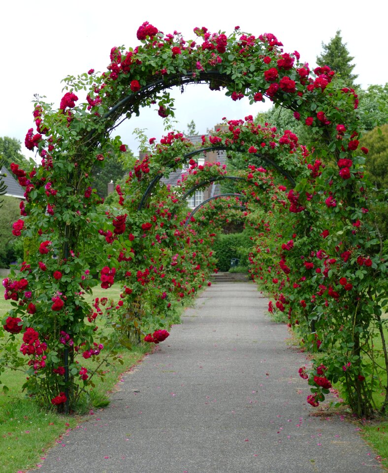 Plant flora red