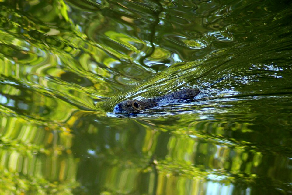 Animals futerkowe swim nature