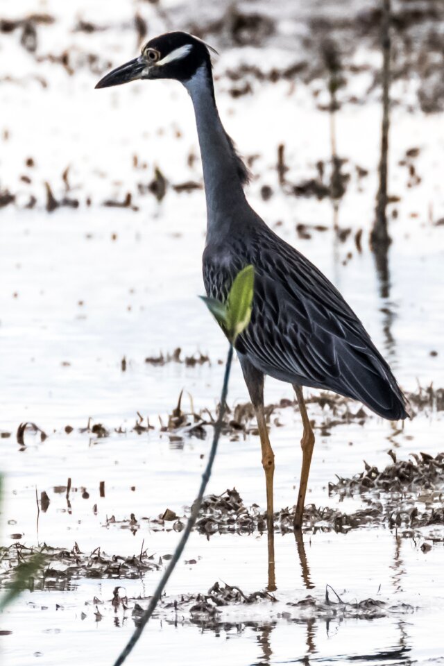Bird caribbean tropical