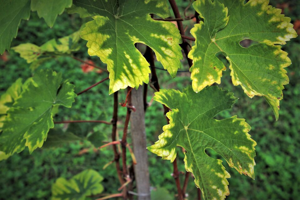 Vines green close up