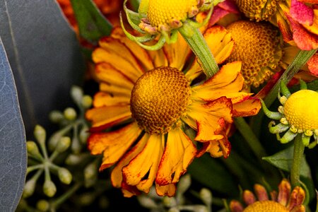 Bright flowers close up