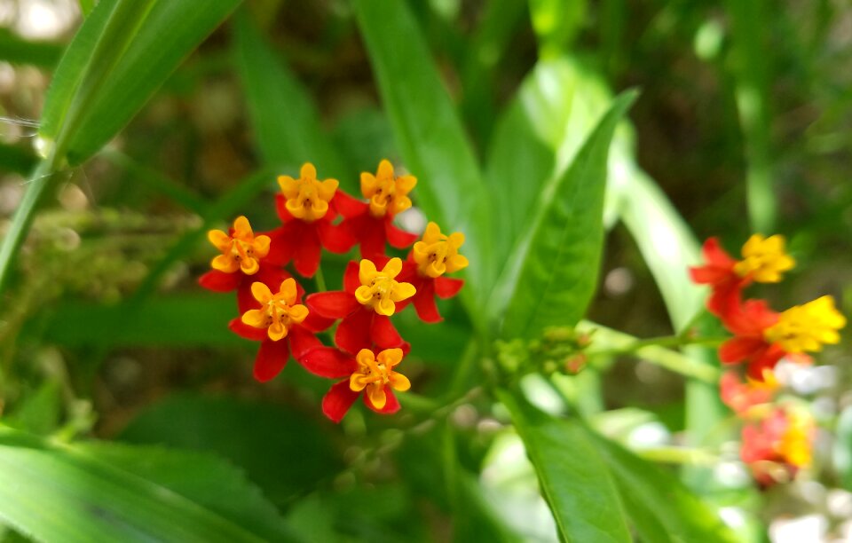 Red yellow plant photo