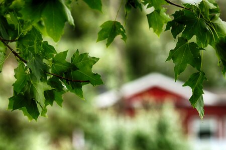 Nature leaf green house