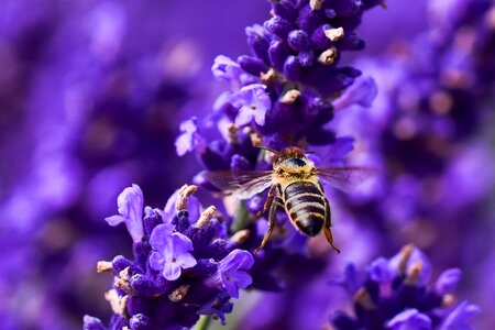 Macro summer nature photo