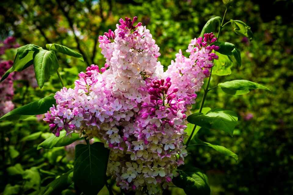 Flower garden spring