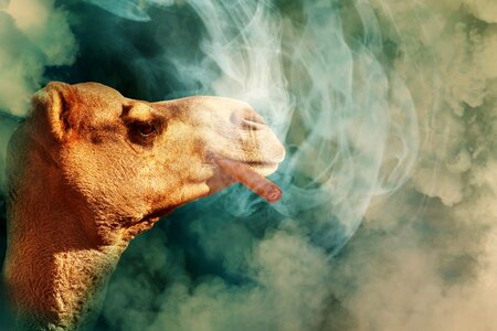 Cloud of smoke smoking tobacco
