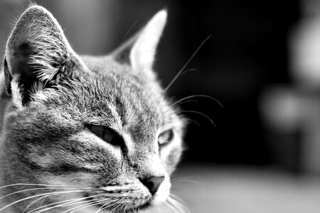 Kitten feline gray