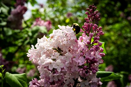 Flower garden spring