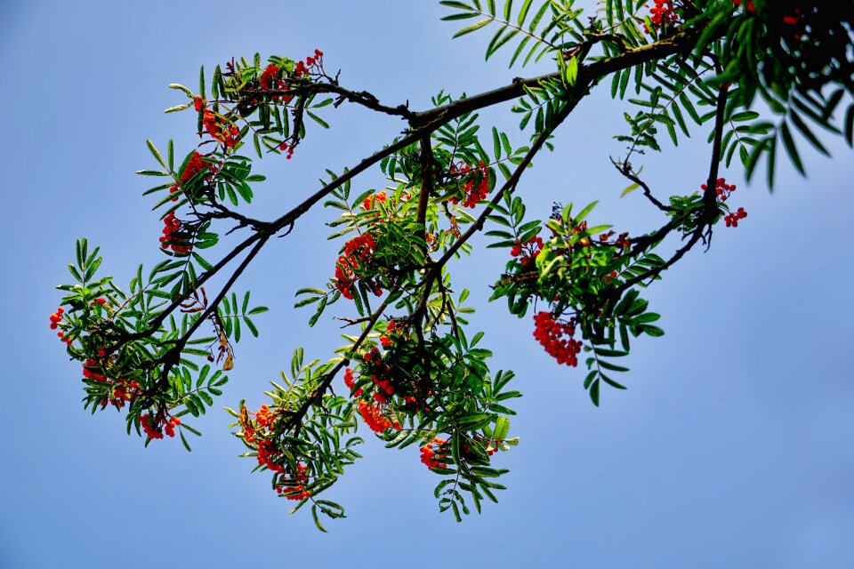 Bird berries branch sky summer