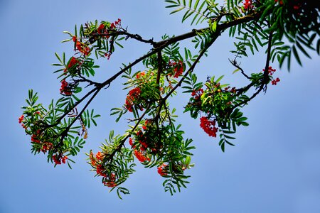 Bird berries branch sky summer photo