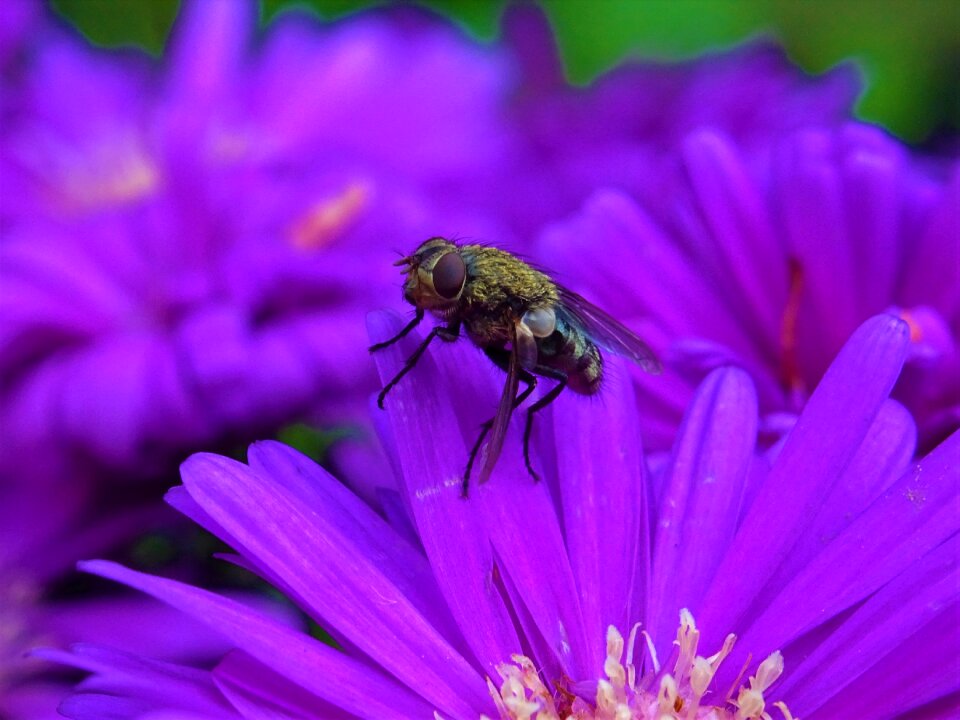Insect blossom bloom