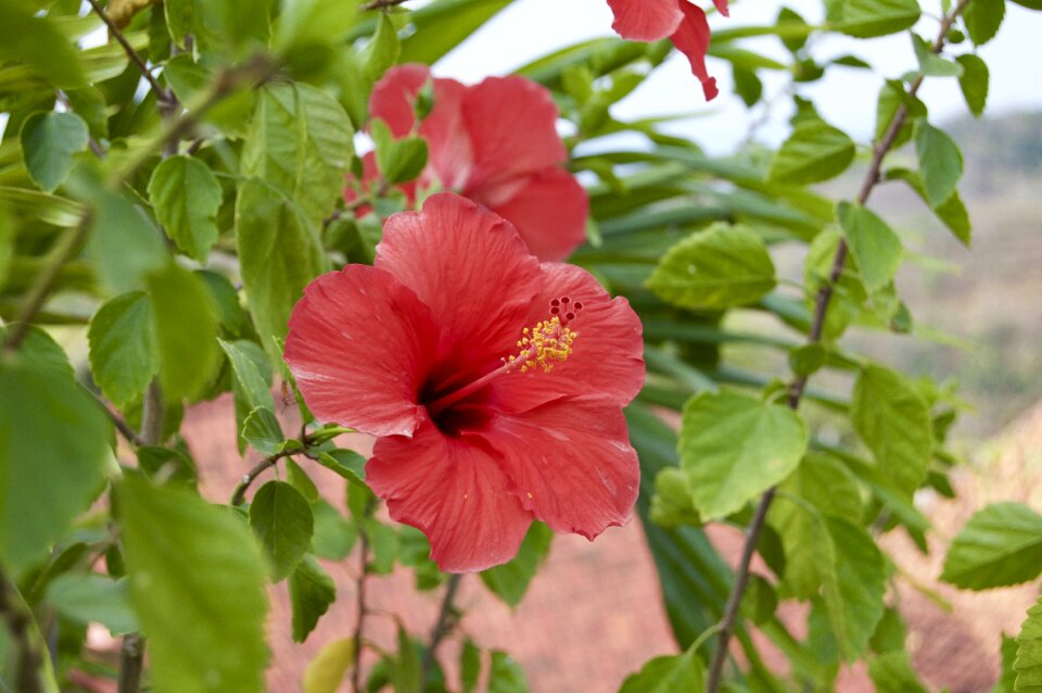 Garden summer botany