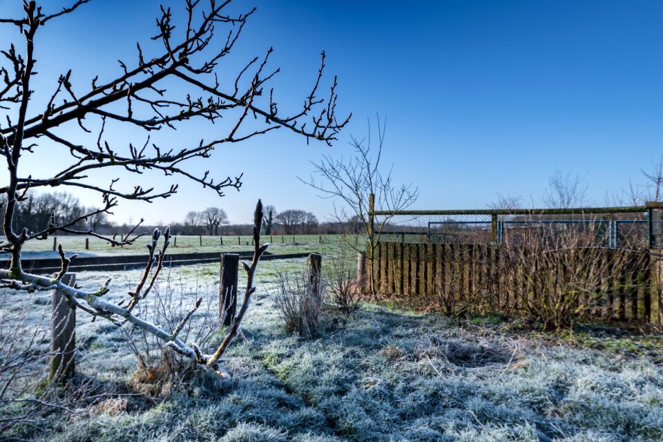 Sky wood winter
