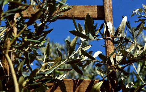 Olive branch olive leaves olive harvest