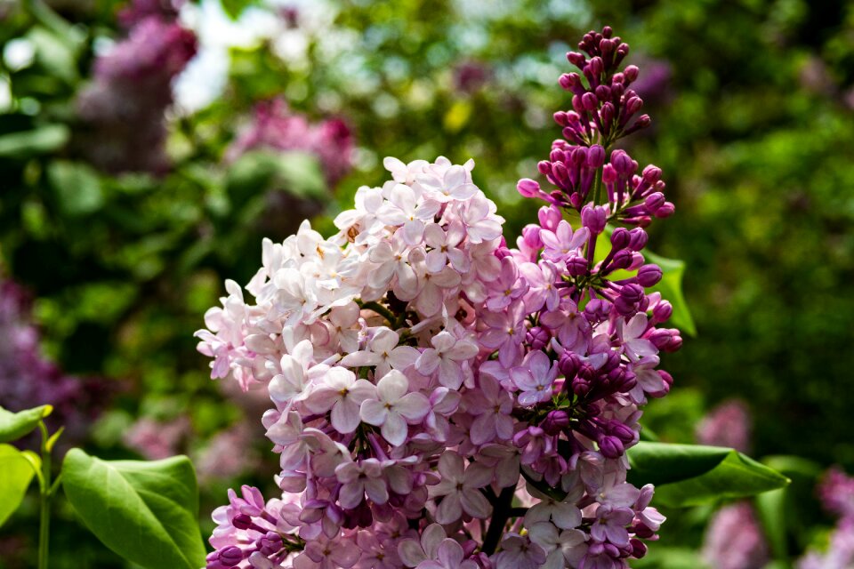 Flower garden spring