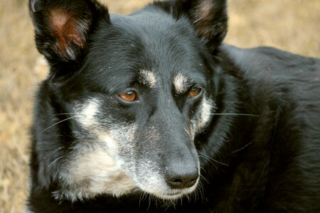 Portrait attention vigilant photo