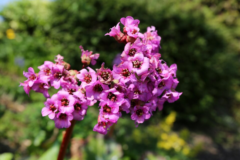 Outdoors garden lilac