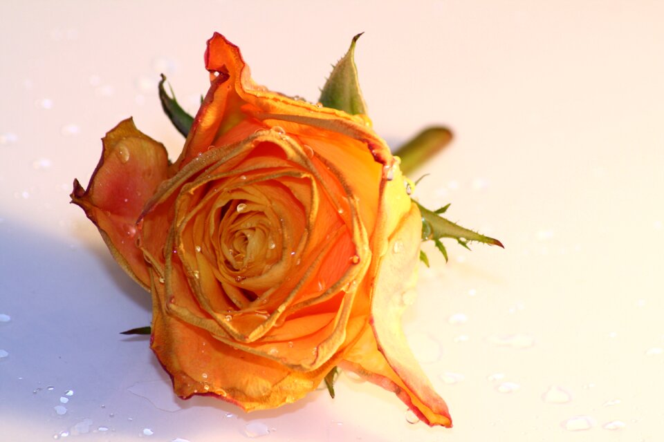 Flower blossom bloom