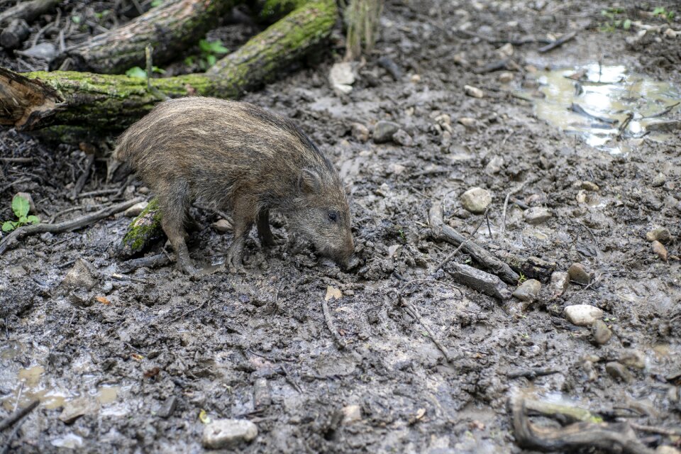 Mammal nature animal world