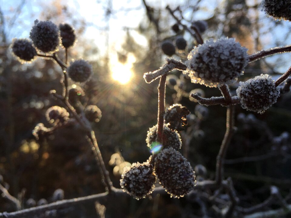 Season winter frost