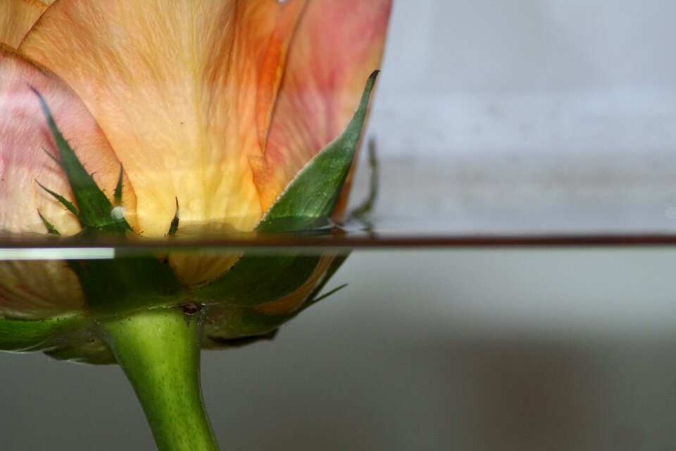 Bloom bloom water flower