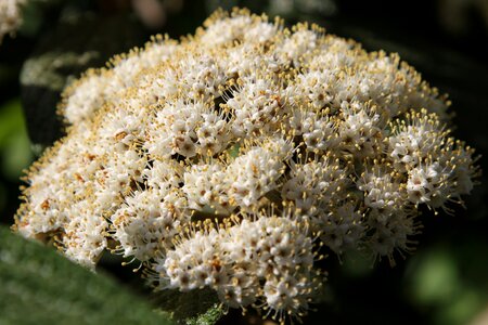 Ornamental garden design bush