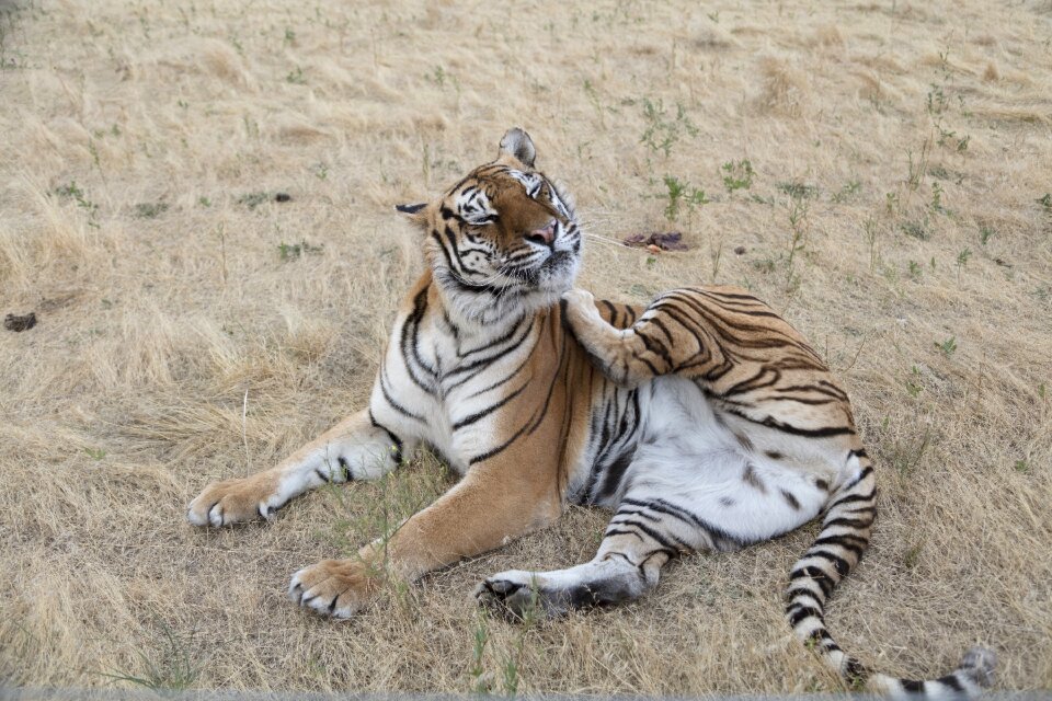 Nature wildlife zoo photo