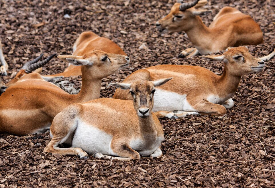 Mammal animal world nature