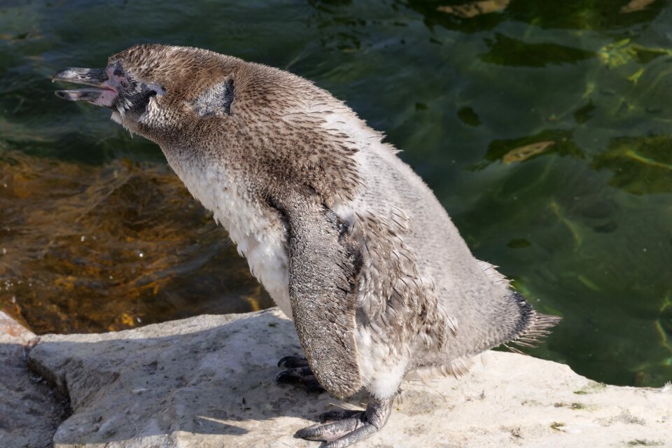 Donkey penguin cute moult