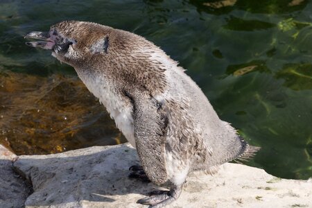 Donkey penguin cute moult photo