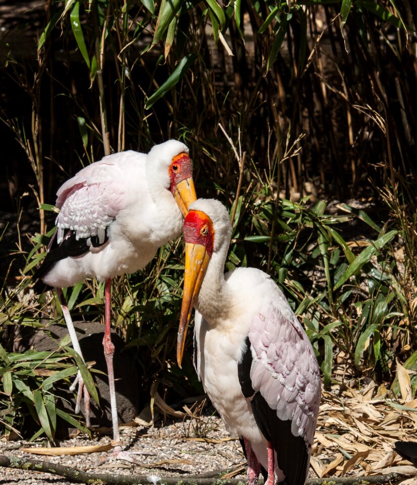 Animal world bird bill