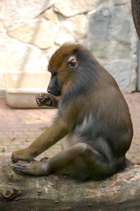 Animals nature africa