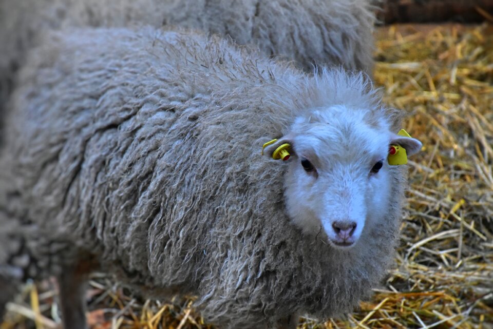 Agriculture flock mammal