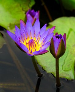 Pool aquatic flower