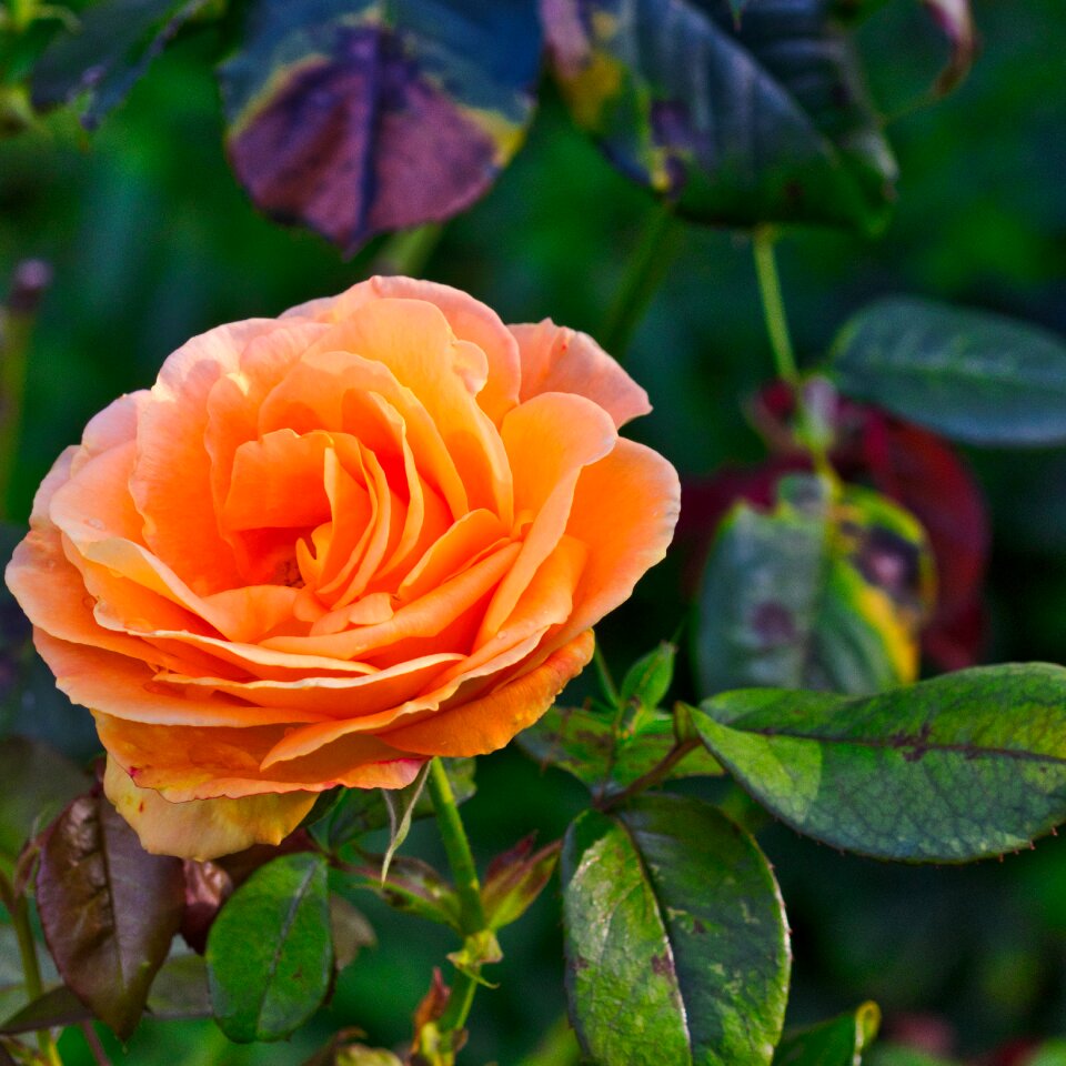 Bloom close up bright