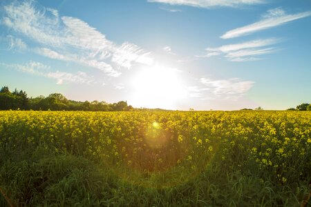 Nature field oilseed rape photo