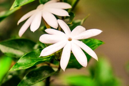 Summer flower outdoor