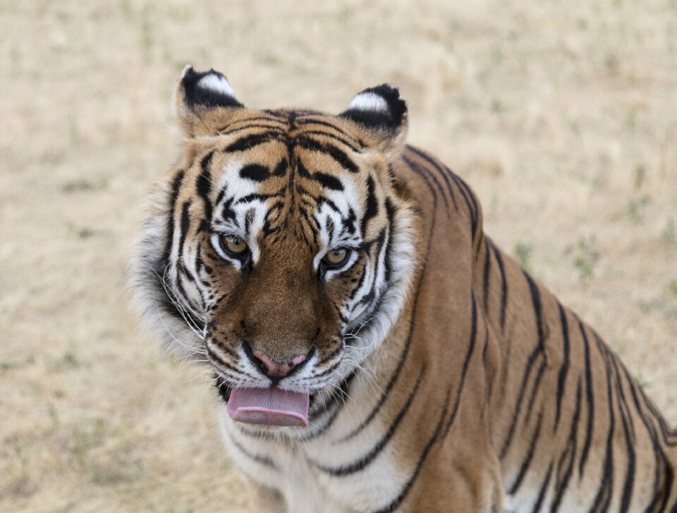 Nature wildlife zoo photo