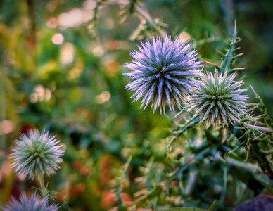 Prickly summer season