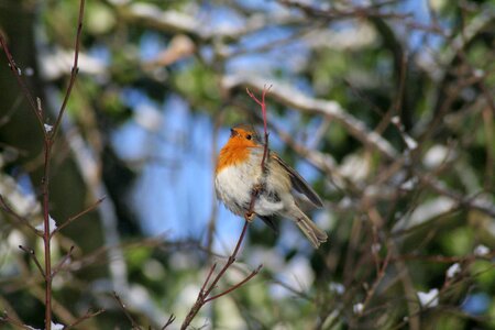 Nature animal winter photo