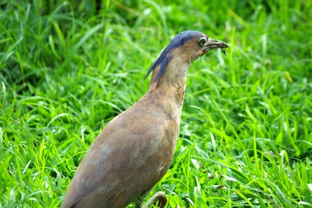 Bird plumage males photo