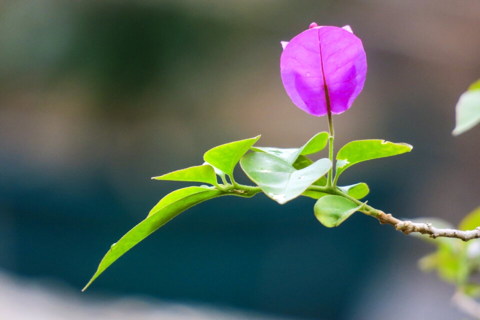 Mao bao towel south american purple jasmine hong kong