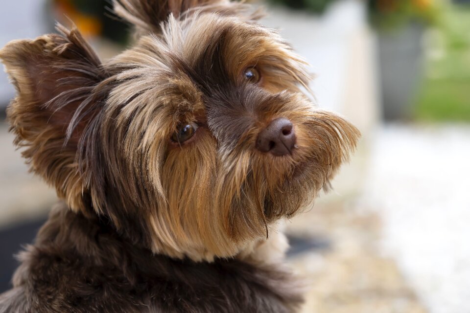 Animals snout fur